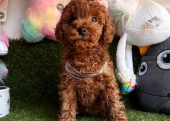 Safkan Toy Poodle Bebekler